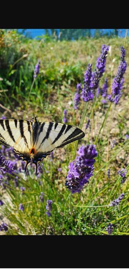 Gite Les Trois Abeilles Bésignan Exterior foto